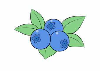 Blueberries drawing tutorial