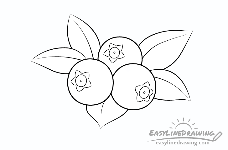 Blueberries line drawing