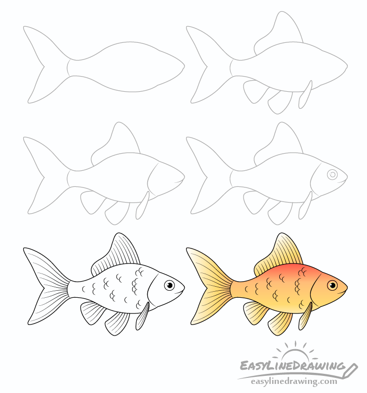 How to Draw a Goldfish Step by Step  EasyLineDrawing