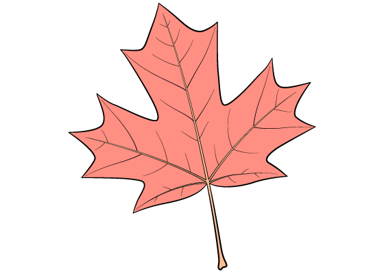 Maple leaf drawing tutorial