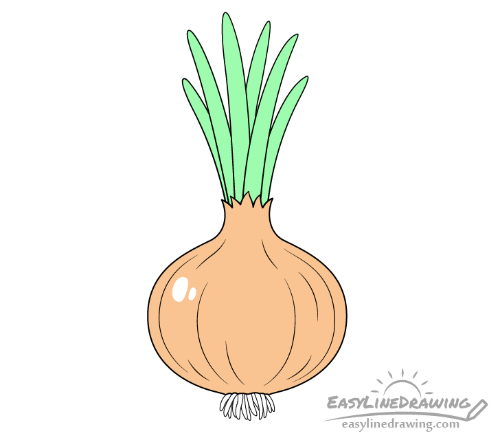Onion drawing