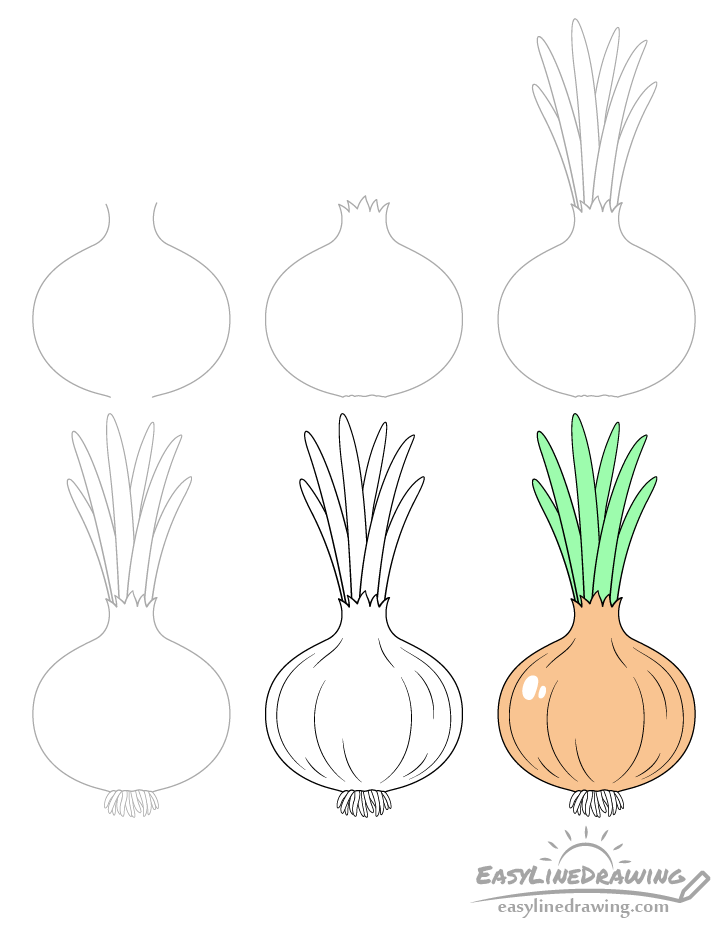 Onion drawing step by step