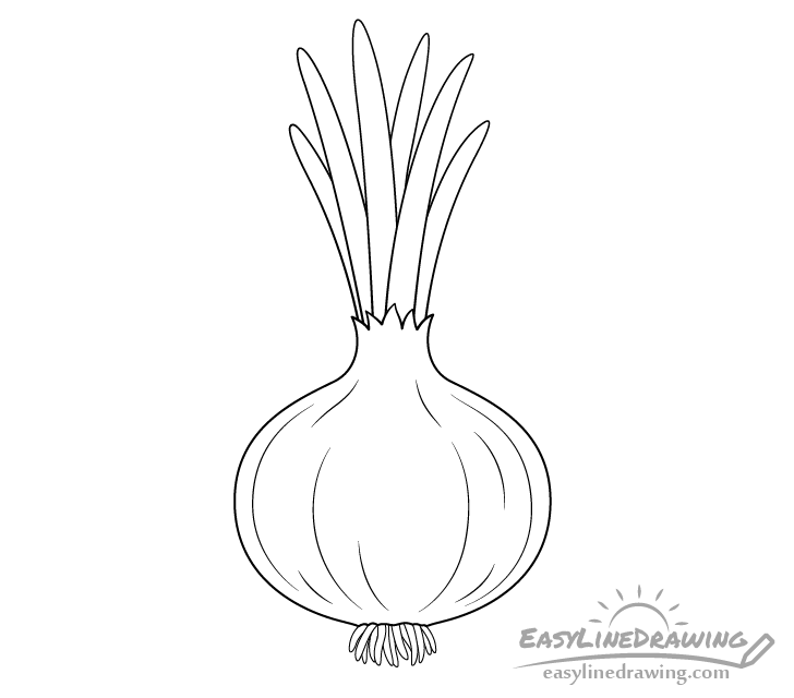 Onion line drawing