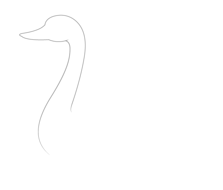 Swan neck drawing