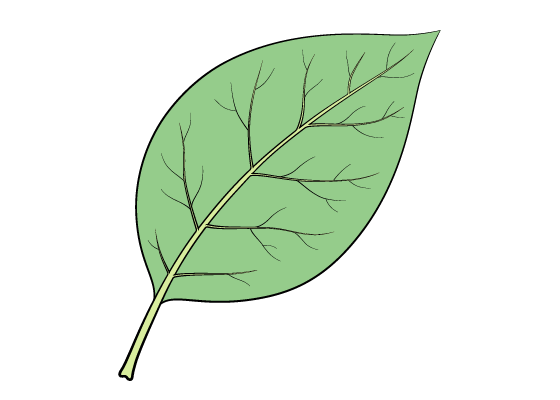 Leaf drawing tutorial