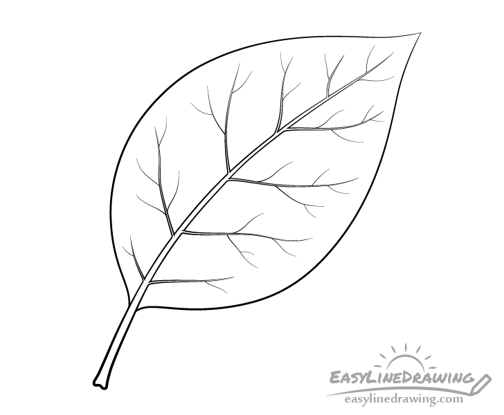 black ink leaf drawing isolated on white simple line art drawing of a leaf  hand drawn botanical illustration black leaf sketch Stock Photo  Alamy