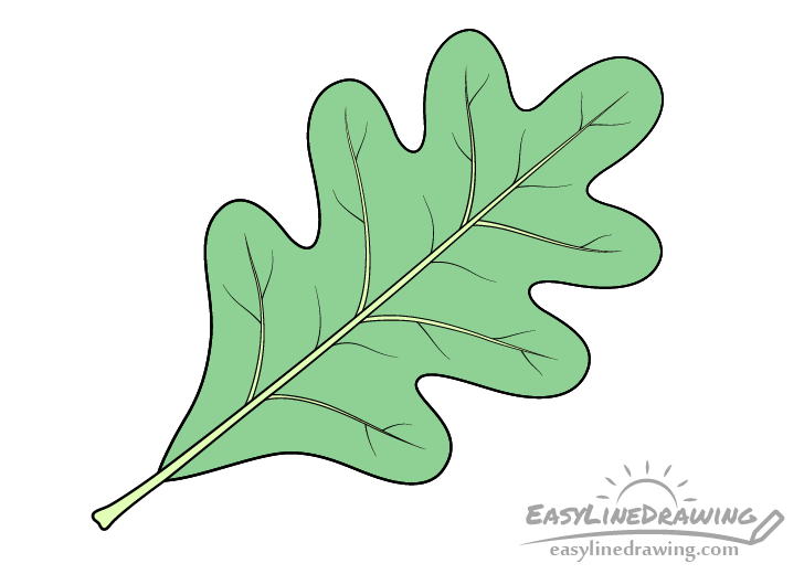 Oak leaf drawing