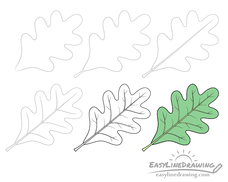 Oak leaf drawing step by step