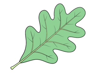 Oak leaf drawing tutorial