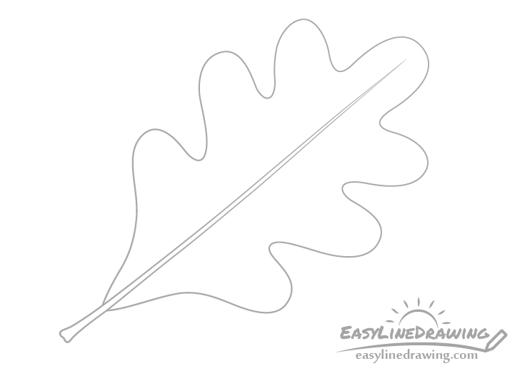 Oak leaf midrib drawing