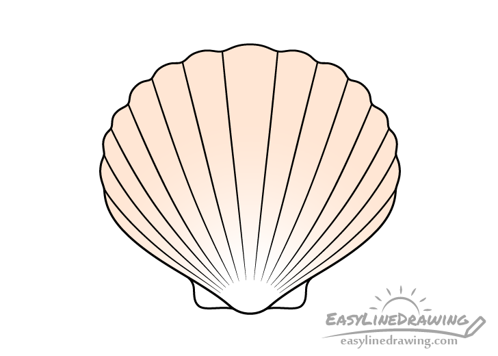 Scallop shell drawing