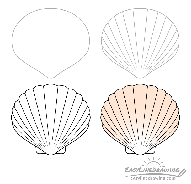 Scallop shell drawing step by step