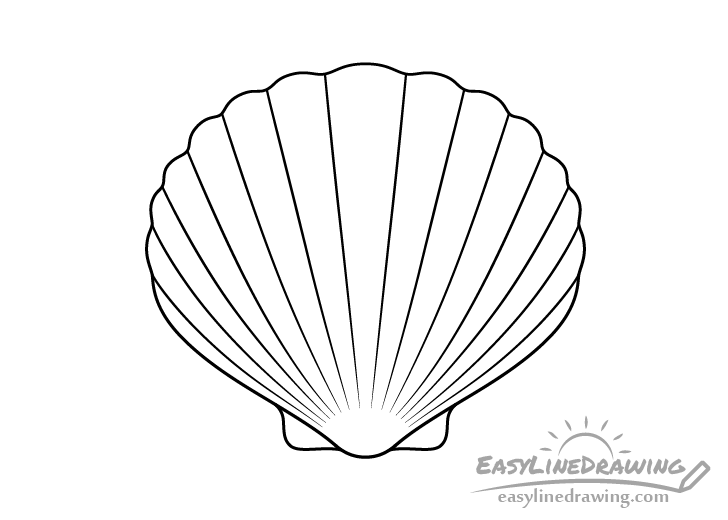 Scallop shell line drawing