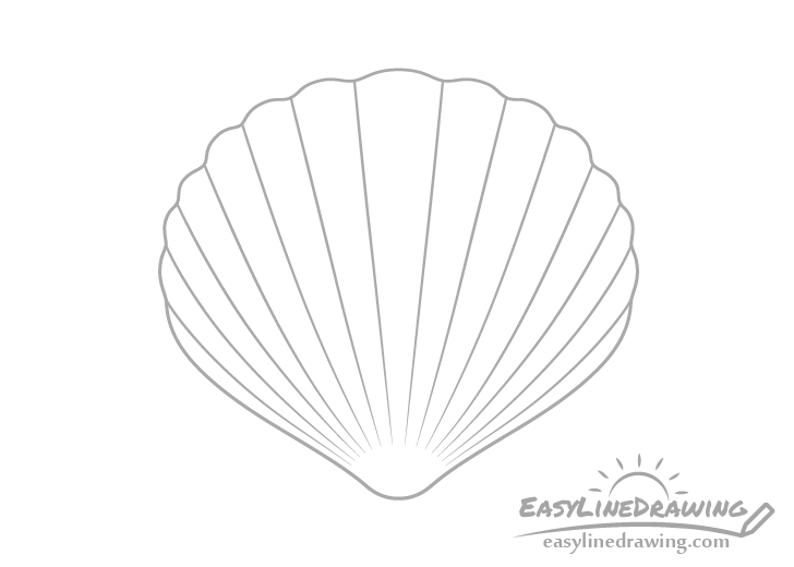 Scallop shell with curves drawing