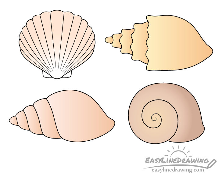 Shells drawing