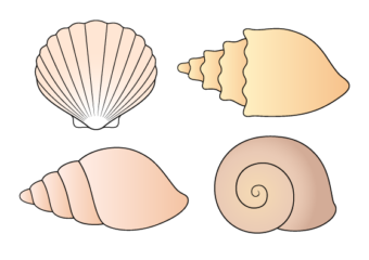 Shells drawing tutorial