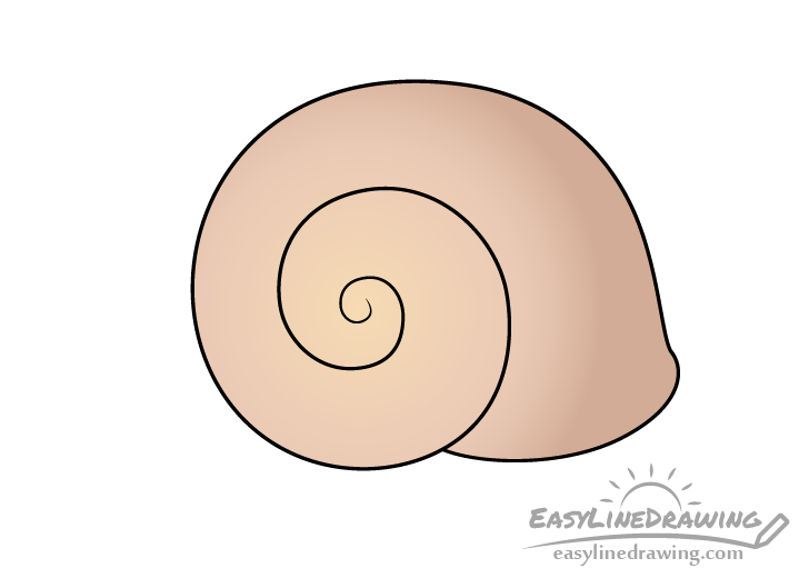 Snail shell drawing