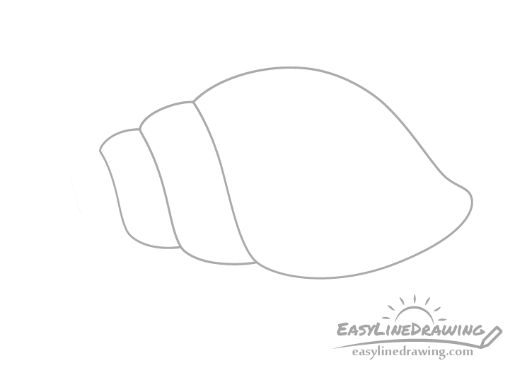 Tulip shell sections drawing