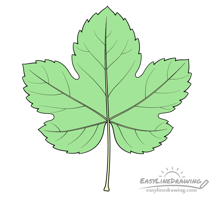 Grape leaf drawing