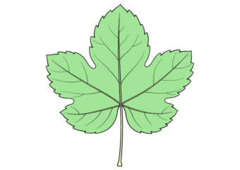 Grape leaf drawing tutorial