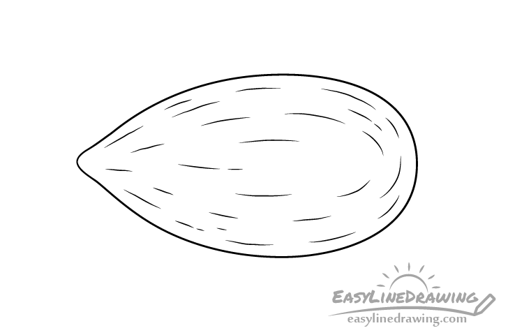 Almond line drawing
