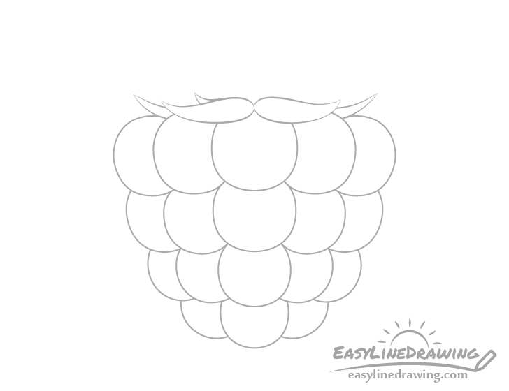 Raspberry back sepals drawing