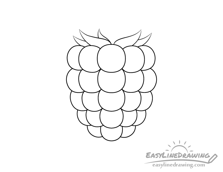 Raspberry sepals drawing