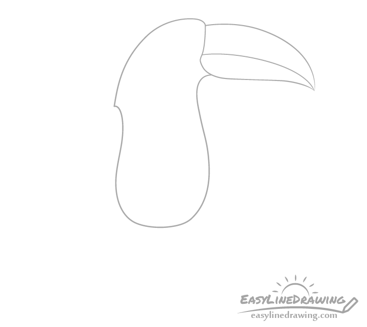 Toucan body drawing