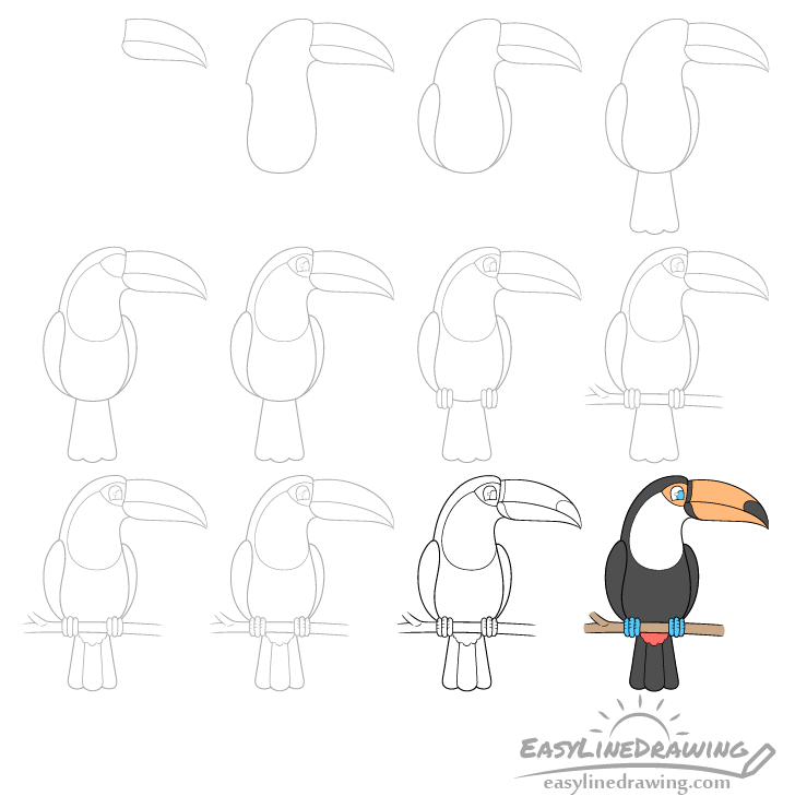 Toucan drawing step by step