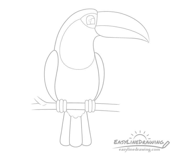 Toucan tail details drawing