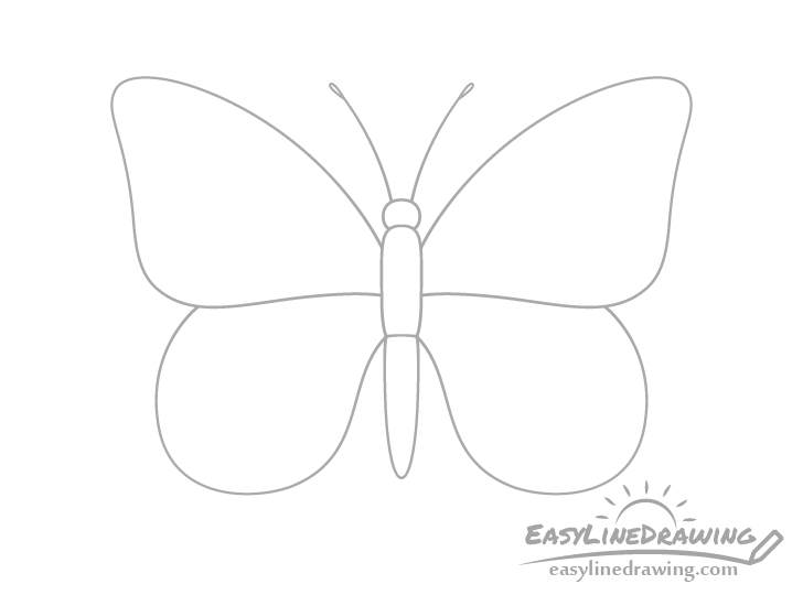 Butterfly bottom wings drawing