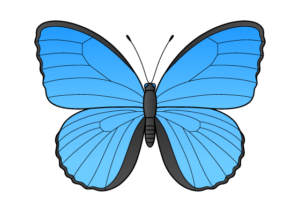 butterfly drawing tutorial