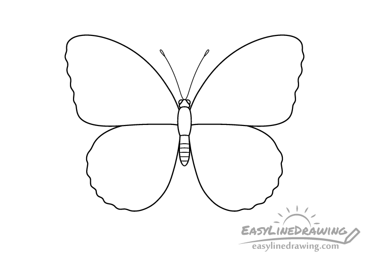 butterfly spiracles drawing butterfly spiracles drawing