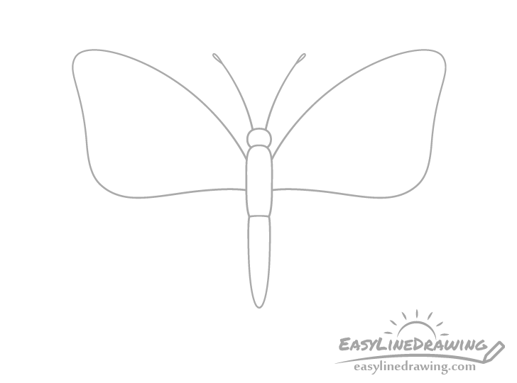 Butterfly top wings drawing