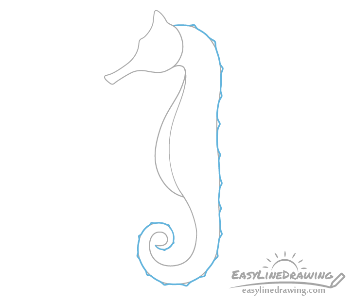 Seahorse bumps line drawing