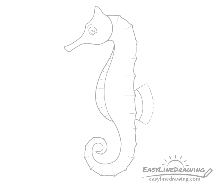 Seahorse details drawing