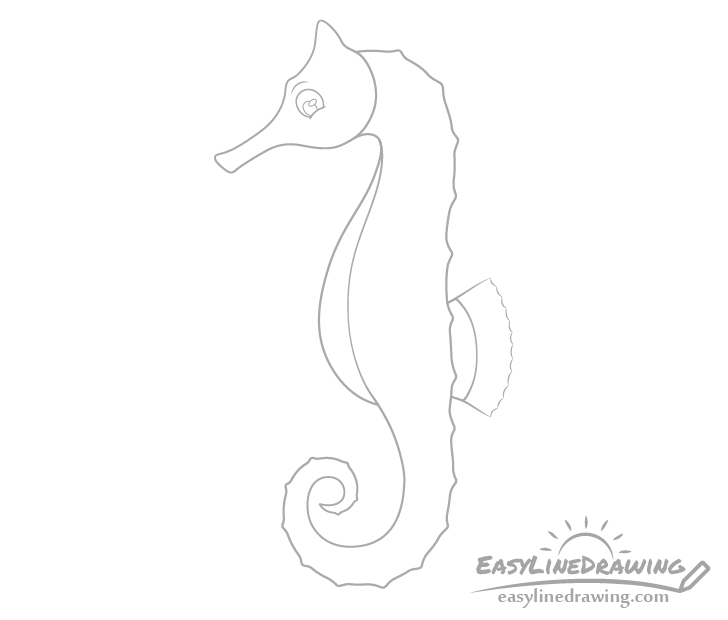 Seahorse fin drawing