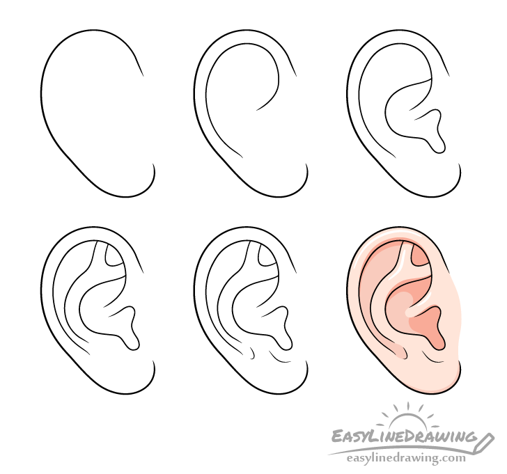 Ear drawing step by step
