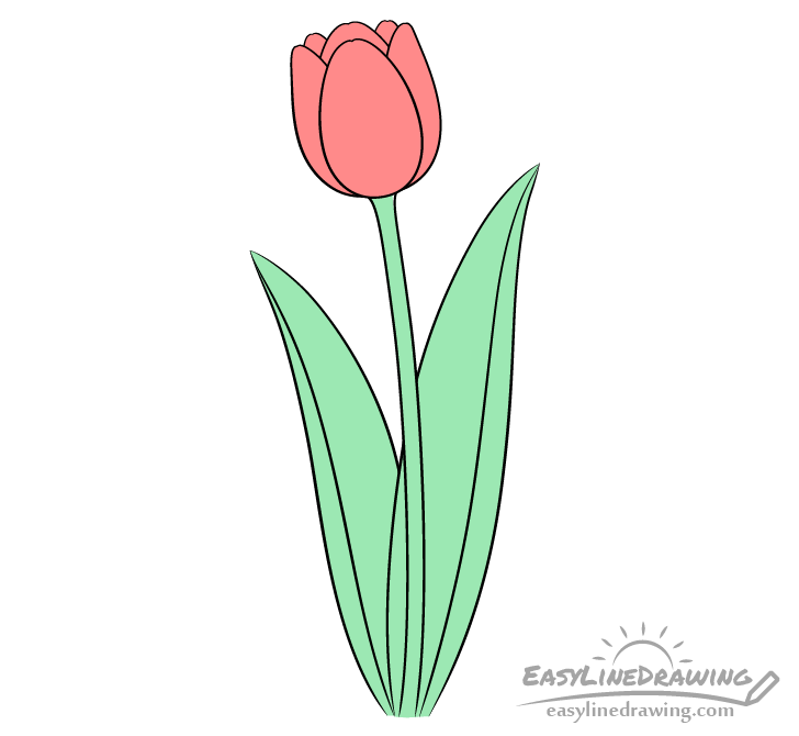 Tulip drawing coloring