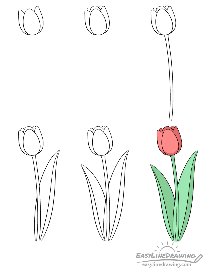 Tulip drawing step by step
