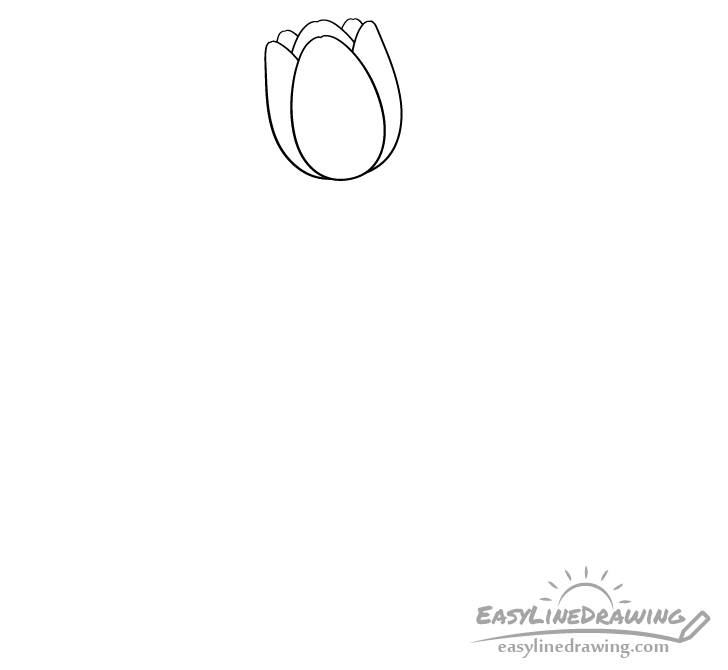 Tulip flower drawing