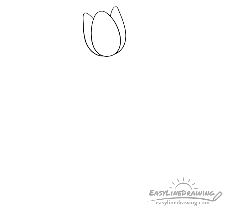 Tulip petals drawing